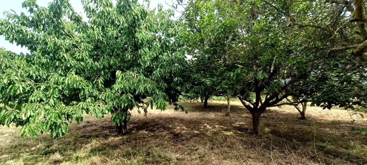 Finca rústica en venta en Mendavia con Jardín privado