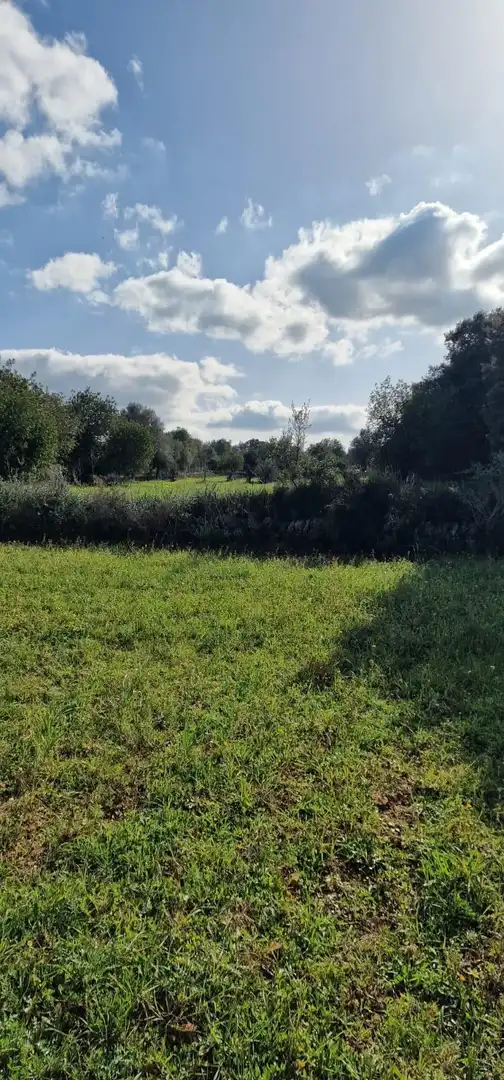 Rustikales Grundstück zum Verkauf in Llubí, imagen 10