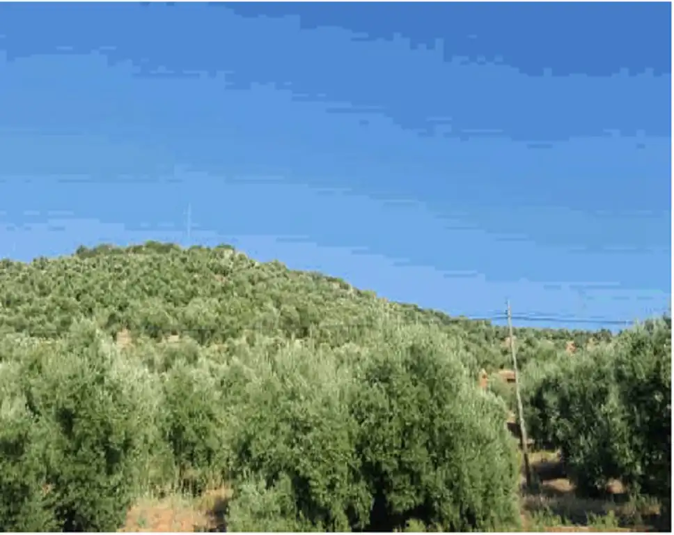 Terreni e lotti in vendita a Navas de San Juan, imagen 2