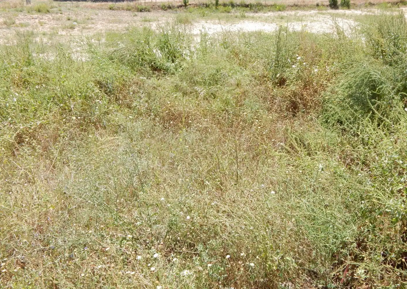 Terreny residencial en venda a Aielo de Malferit, imagen 3