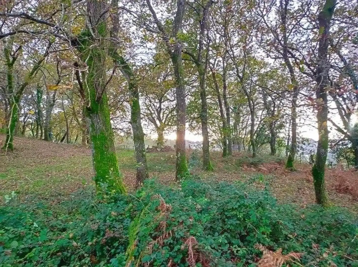 Finca rústica en venta en A Estrada 