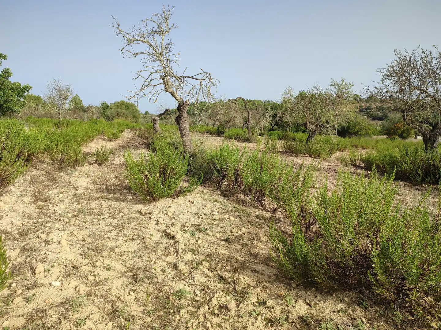 Terreny residencial en venda a Sant Joan, imagen 13