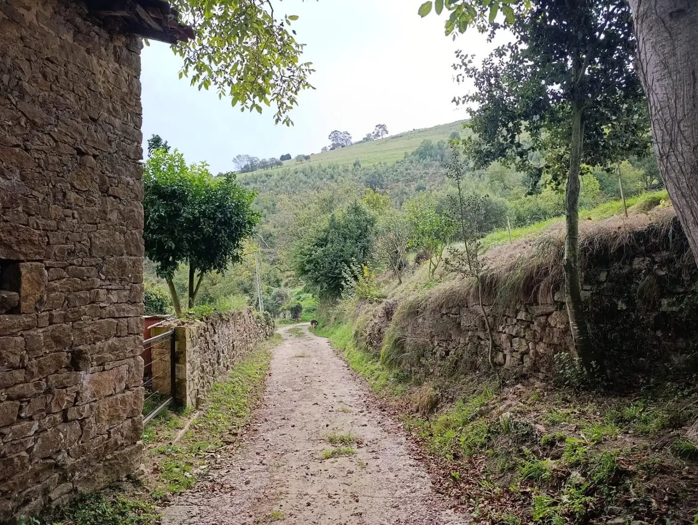Rustikales Grundstück zum Verkauf in Carretera Piñera (Noriega) 0, imagen 70