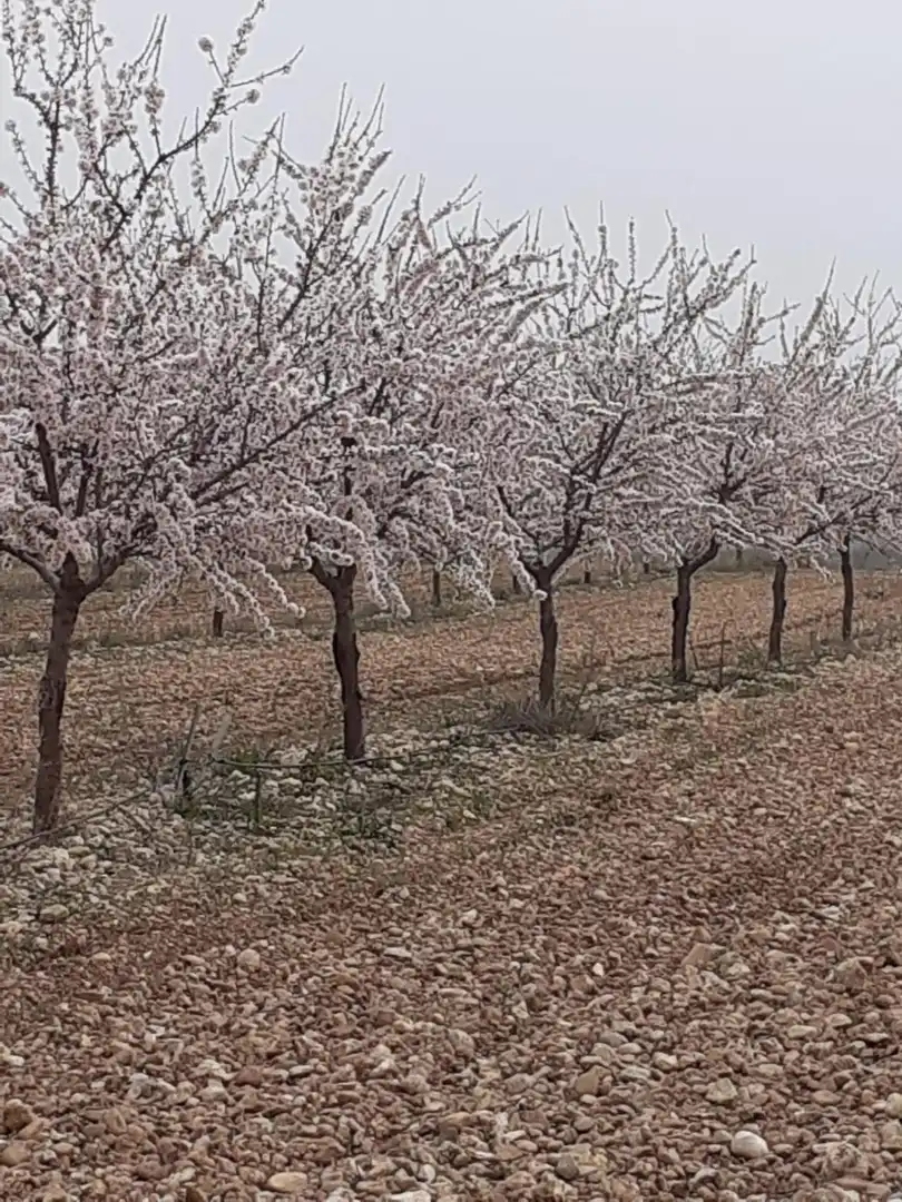 Terreny rústic en venda a Noblejas, imagen 3