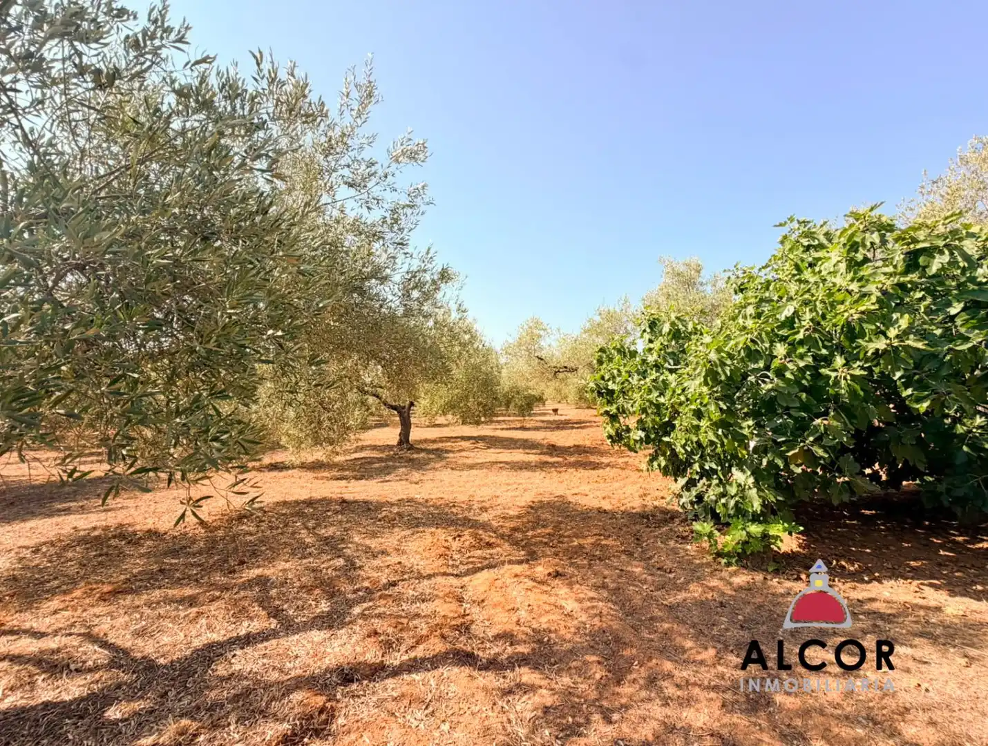 Finca rústica en venta en Peñíscola / Peníscola