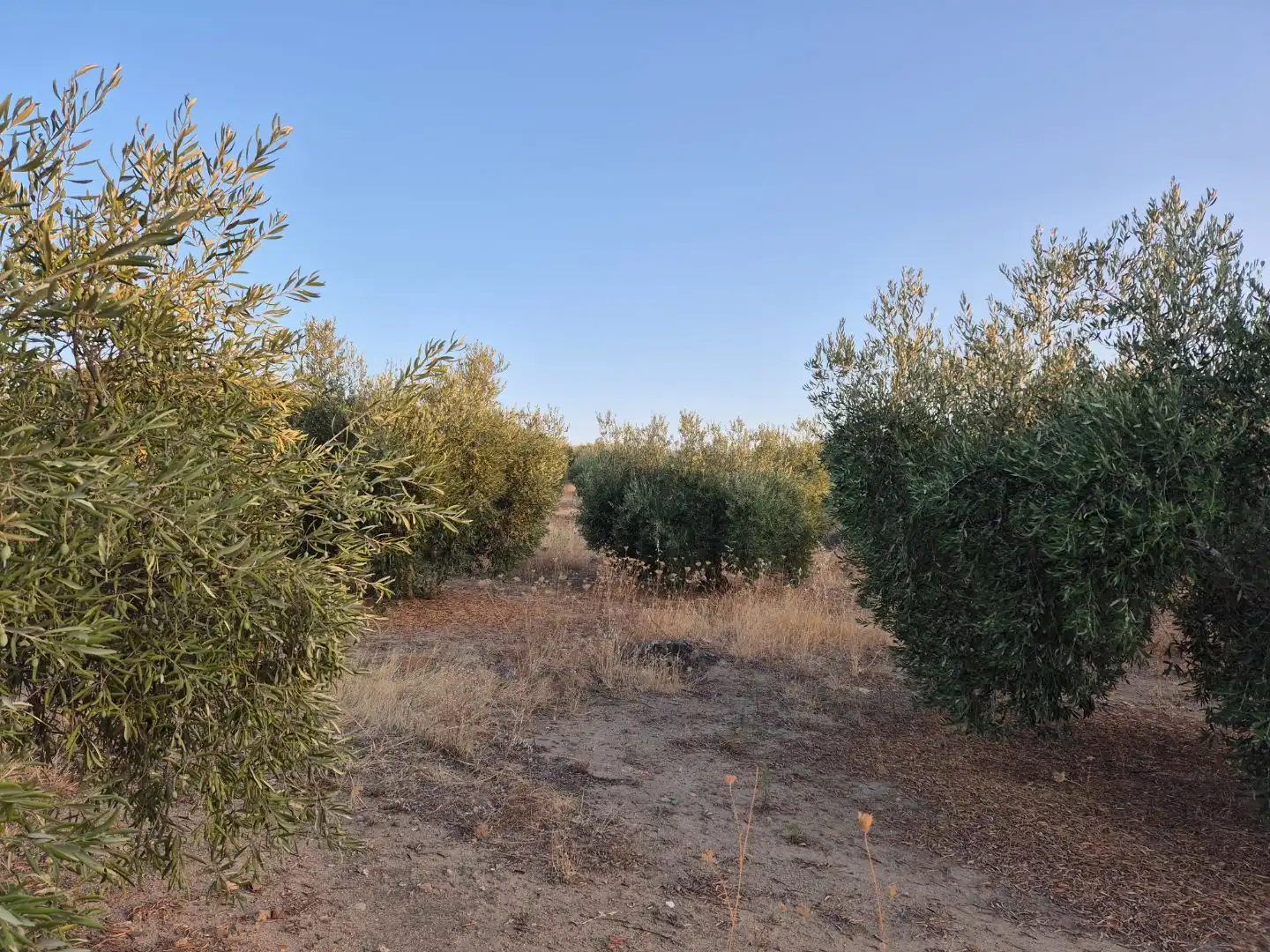 Grundstücke zum Verkauf in Abertura, Cáceres