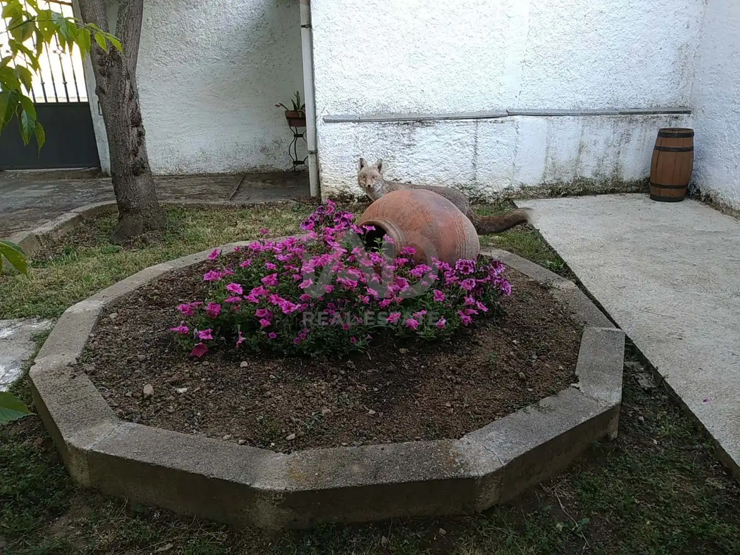 Jardín de Finca rústica en venta en Alba de Yeltes con Calefacción y Terraza