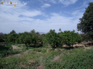 Terreno rustico in vendita a Pedanías Este