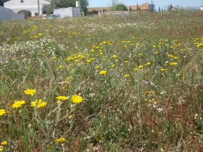 Terreni e lotti in vendita a Vejer, imagen 10