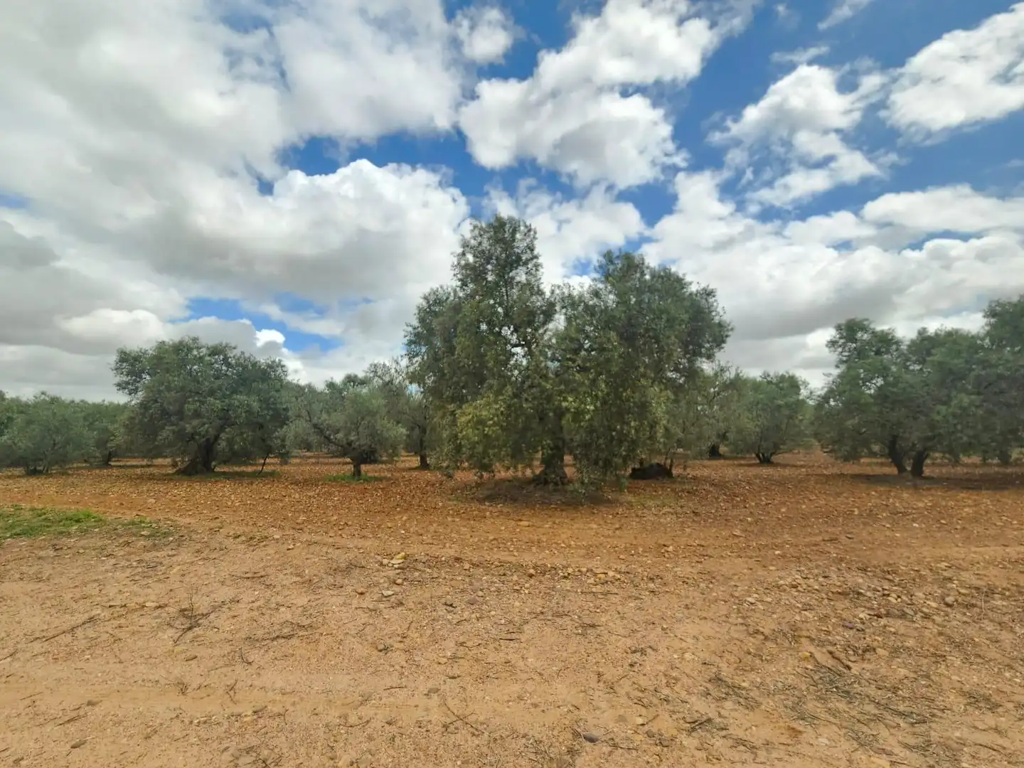 Terreno rustico in vendita a Carmona, imagen 3