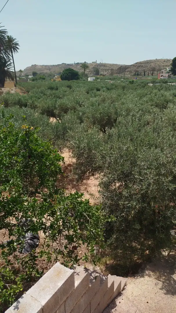 Finca rústica en venta en Pechina