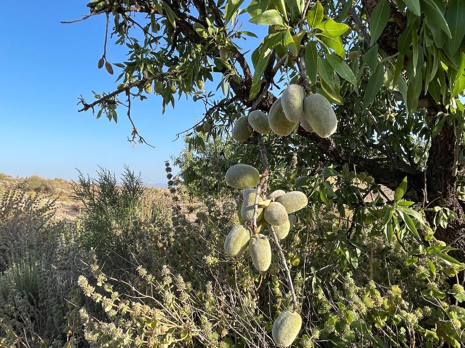 Jardí de Residencial en venda en Fuente Álamo de Murcia