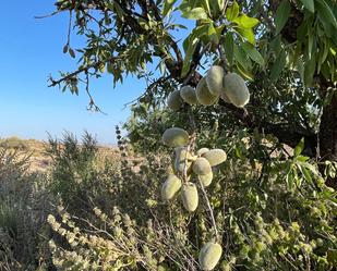 Jardí de Residencial en venda en Fuente Álamo de Murcia