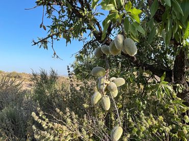 Terreni e lotti in vendita a Las Cánovas - Cuevas de Reyllo