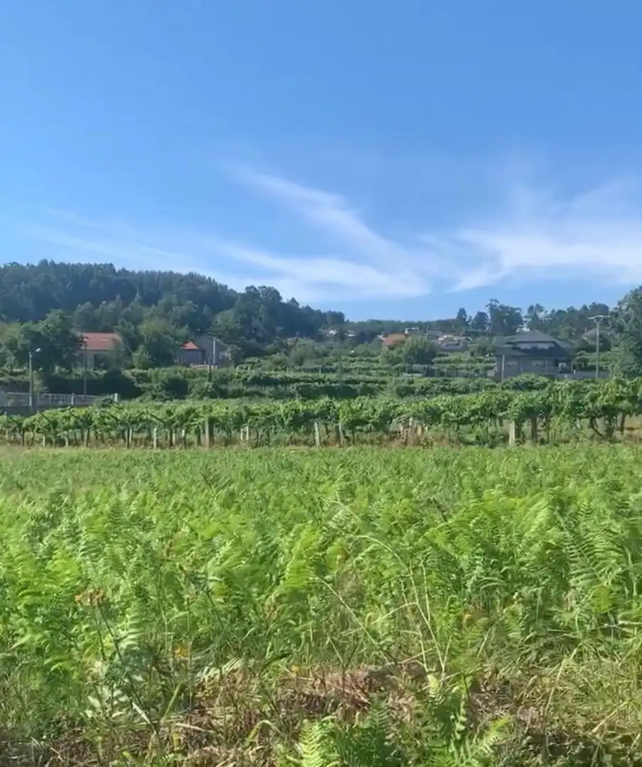 Lands and plots for sale in Barrio Mallón 40, imagen 10