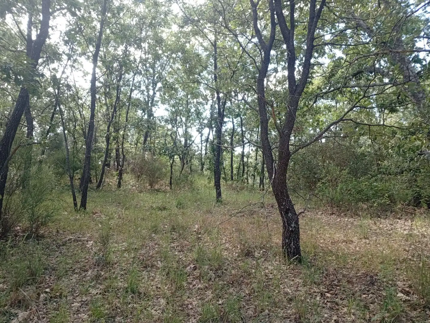Terreni e lotti in vendita a Losar de la Vera, imagen 59