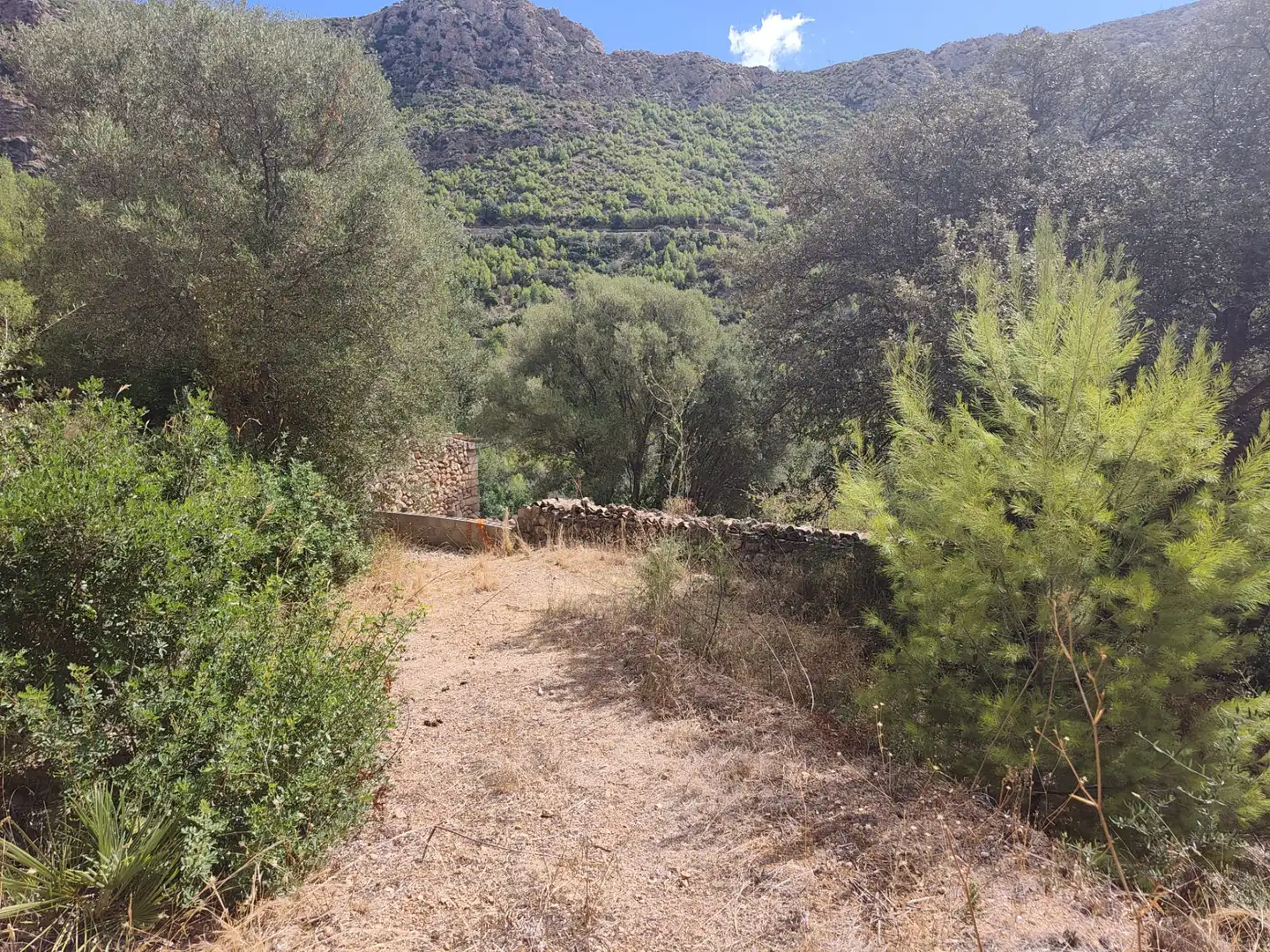 Terreny rústic en venda a Andratx pueblo, imagen 17