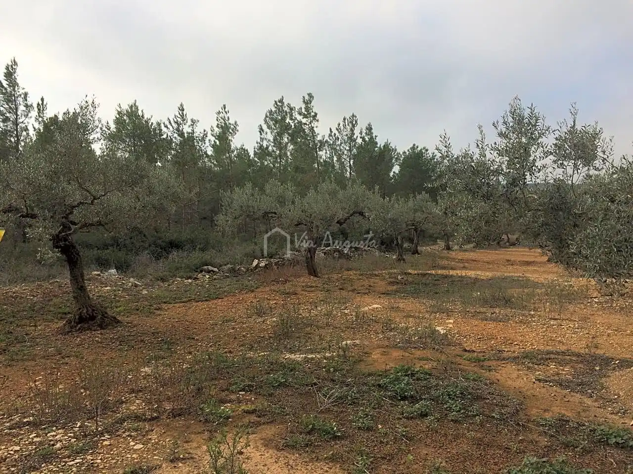 Terreno rustico in vendita a Burga, imagen 8