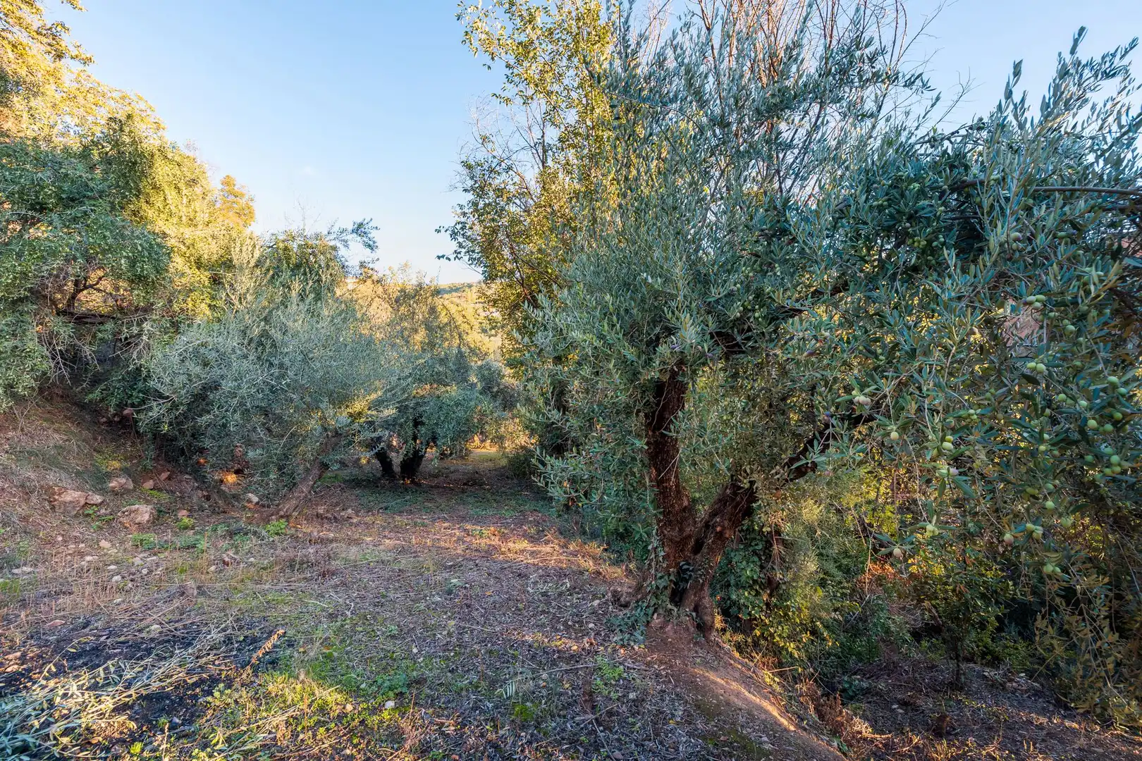 Casa o xalet en venda en Cogollos de la Vega