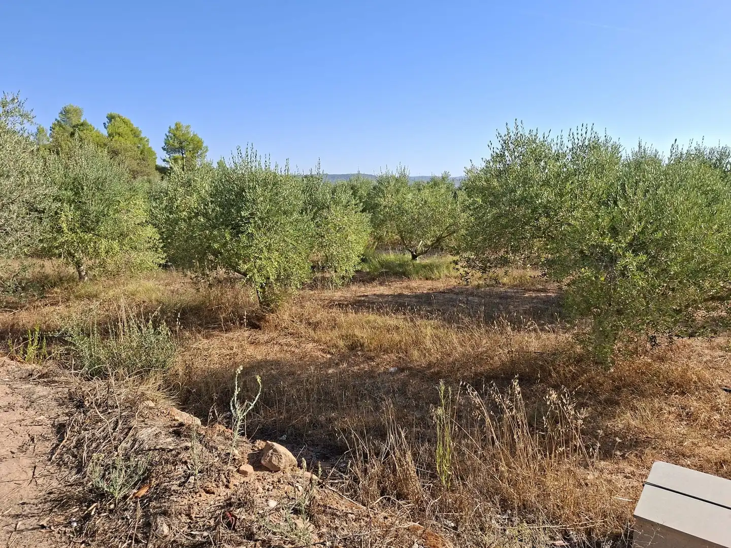 Terreno rustico in vendita a Diseminado Diseminats 6, imagen 4