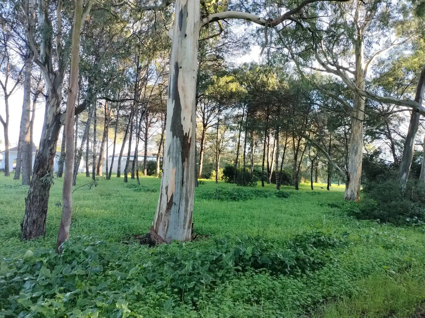 Terreno residencial en venta en Pelagatos - Pago del Humo, imagen 17