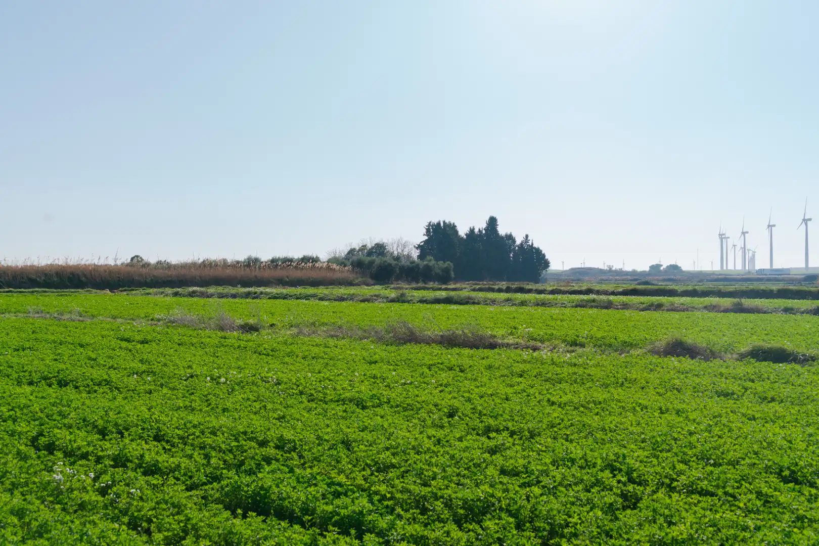 Finca rústica en venda en Pedrola amb Jardí privat, Terrassa i Moblat