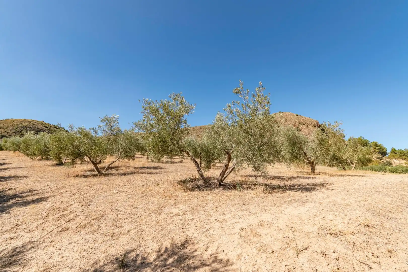 Finca rústica en venta en Vereda morollon, La Peza