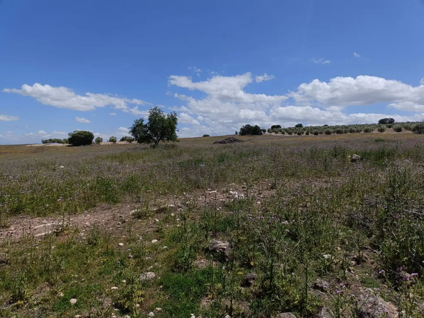 Finca rústica en venta en Salar
