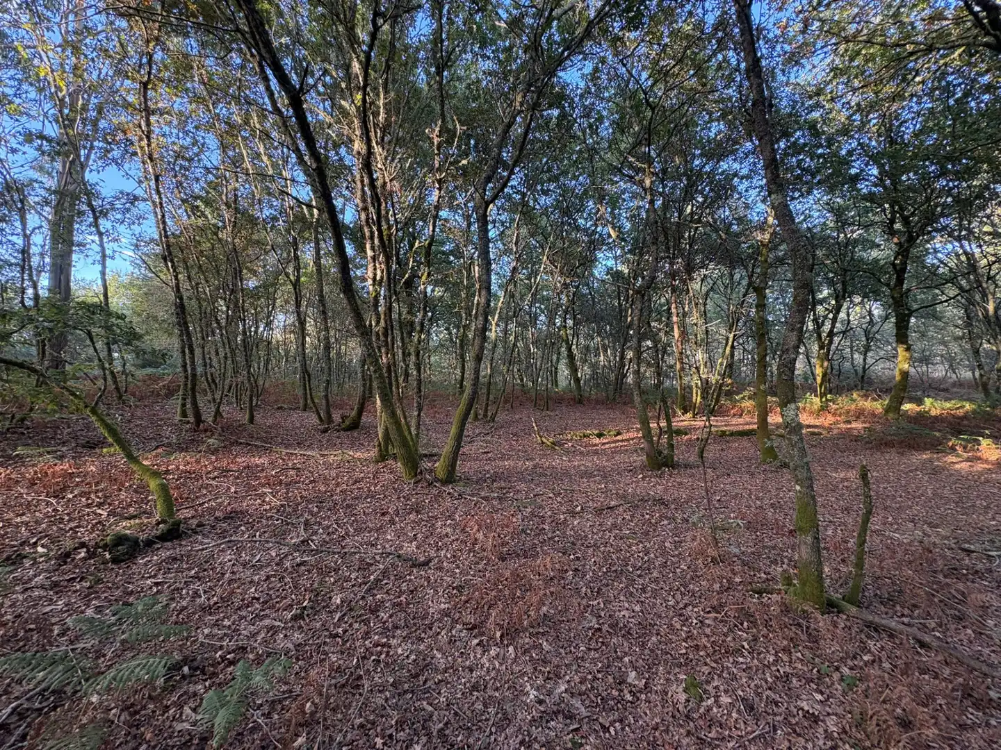Lands and plots for sale in Mondariz, imagen 2