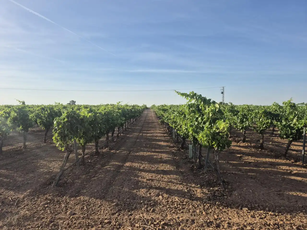 Terreno rustico in vendita a AGRICOLA