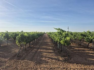 Terreny rústic en venda a AGRICOLA