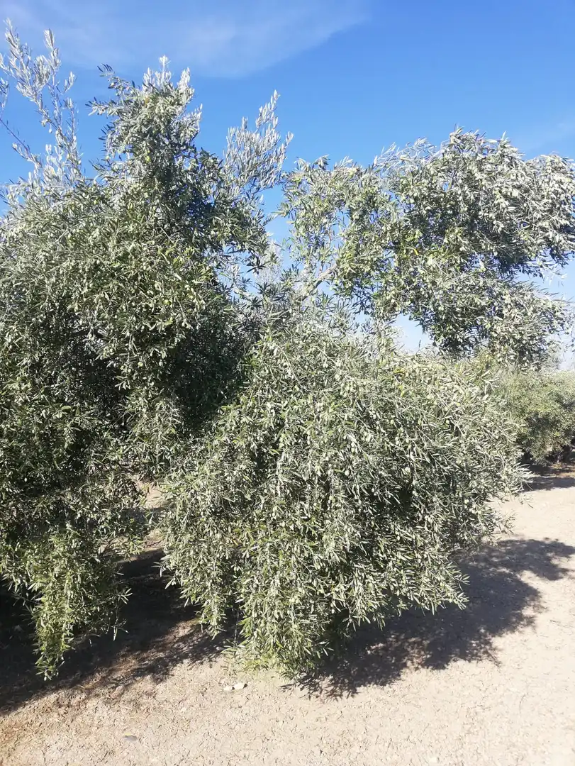 Terreni e lotti in vendita a Mengíbar