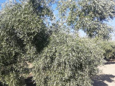 Terreny rústic en venda a Mengíbar