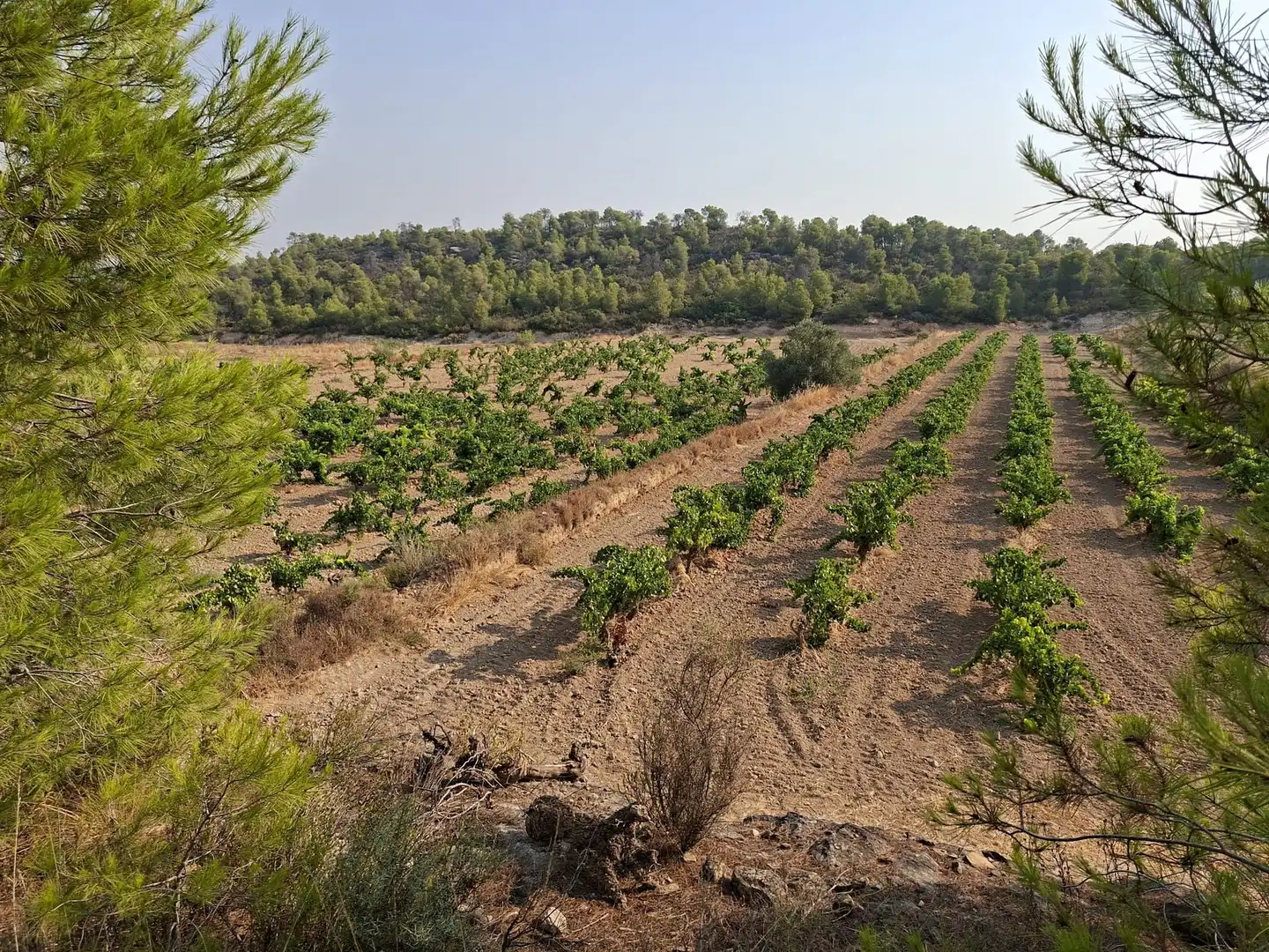Terreno en venta en Nonaspe