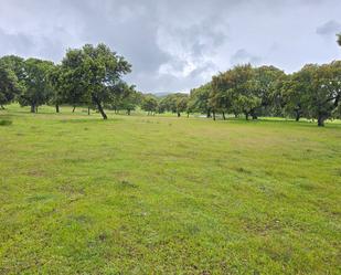 Land for sale in Cañaveral