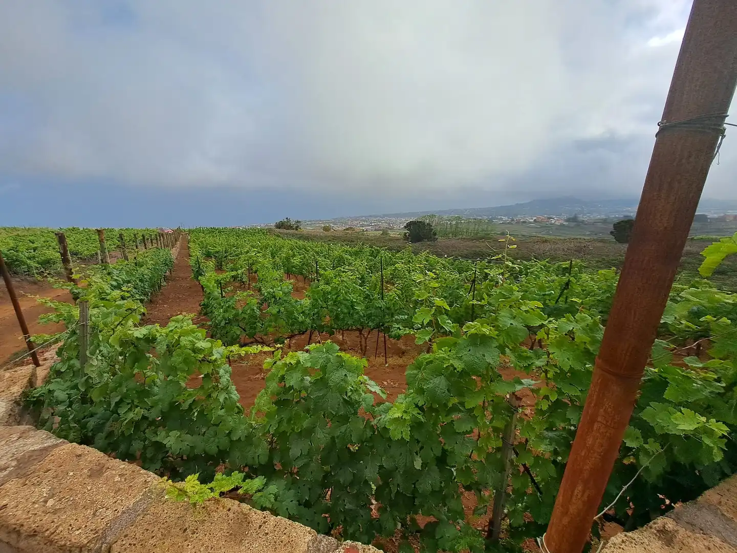 Rural land for sale in El Sauzal, imagen 14