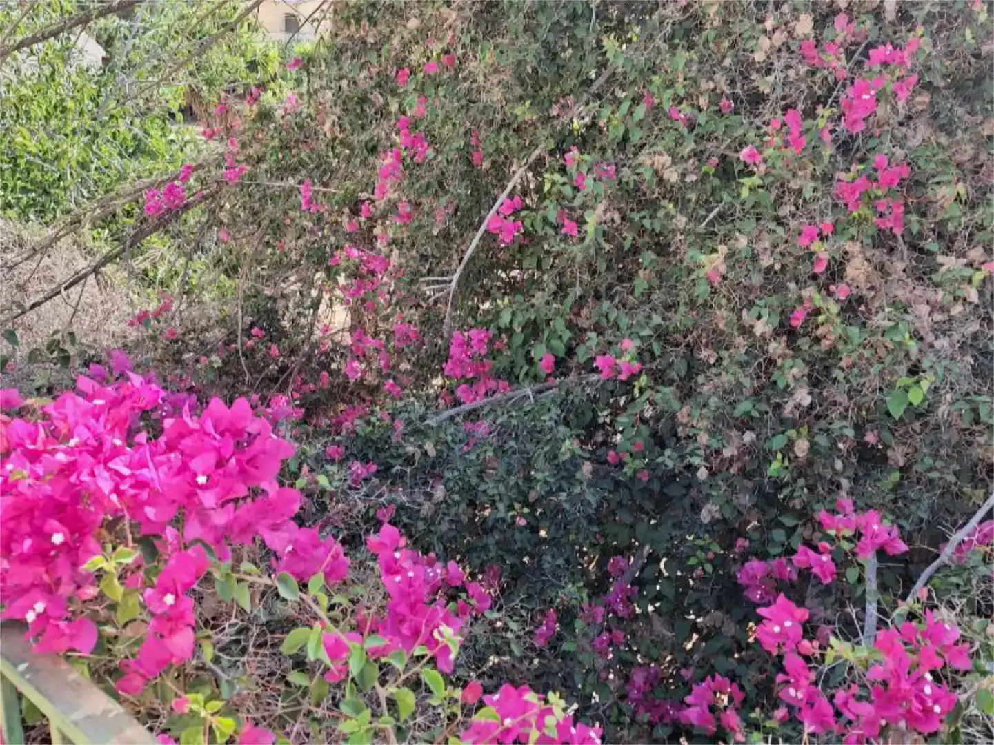 Jardí de Finca rústica en venda en Berja