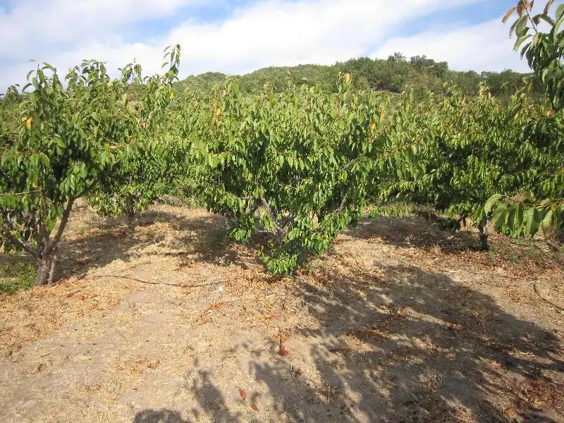 Terreni e lotti in vendita a Valdastillas, imagen 5