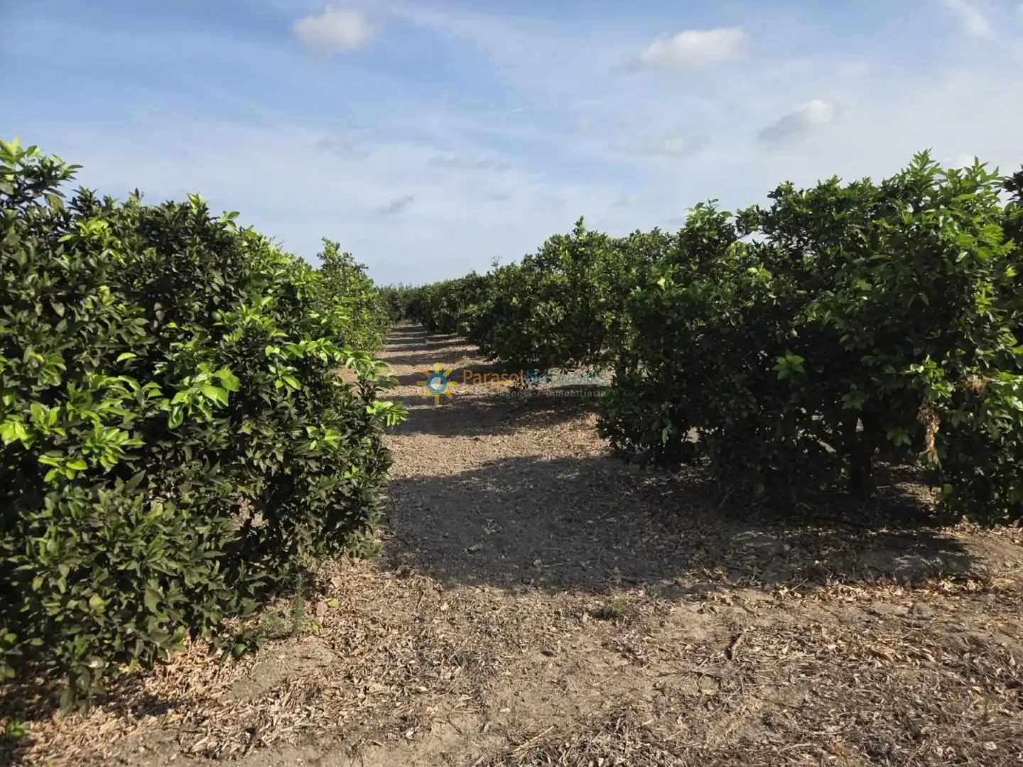 Finca rústica en venta en Senyera con Jardín privado y Terraza