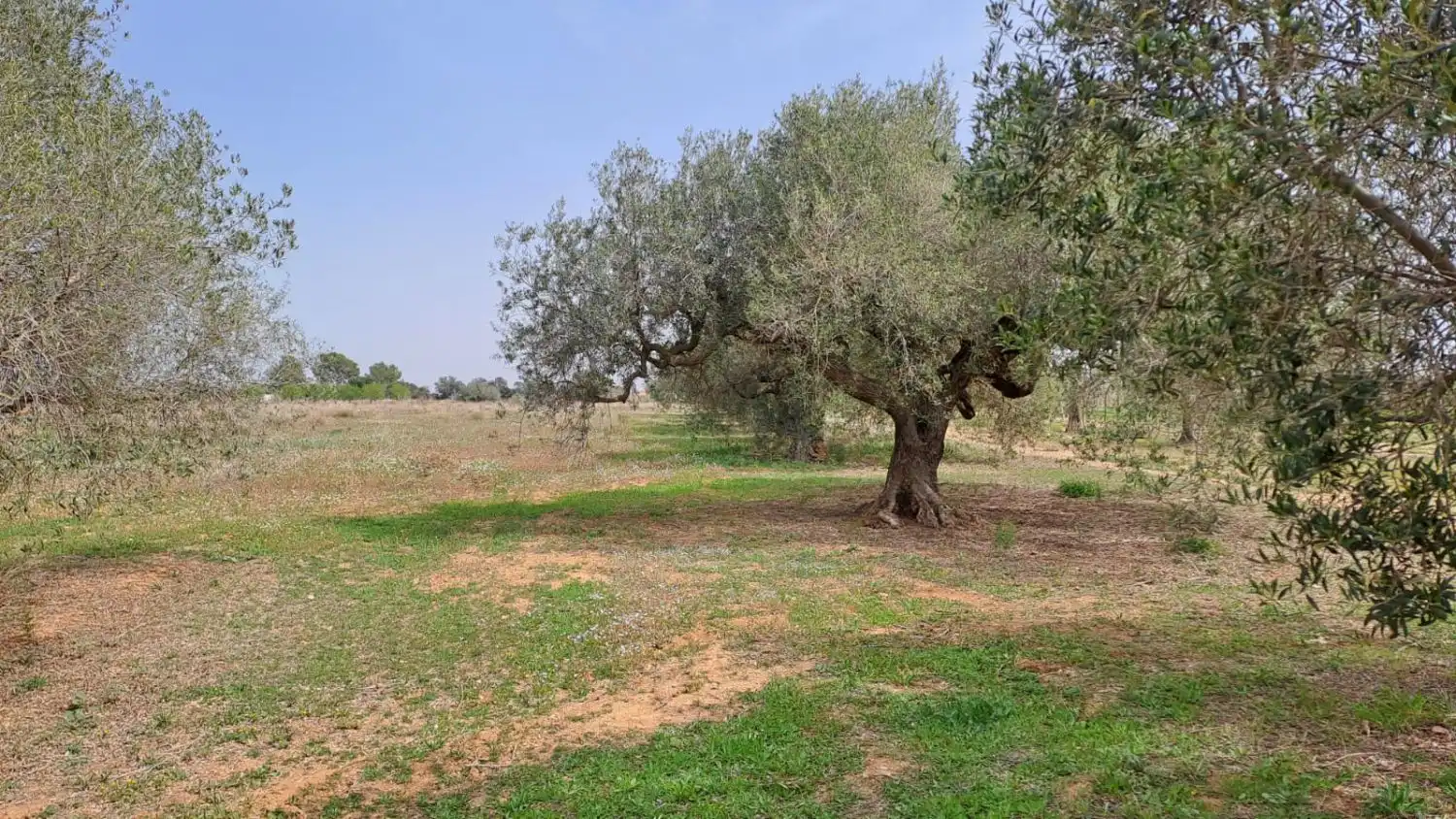 Finca rústica en venta en Constantí
