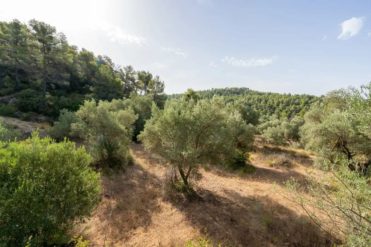 Land for sale in Caseres