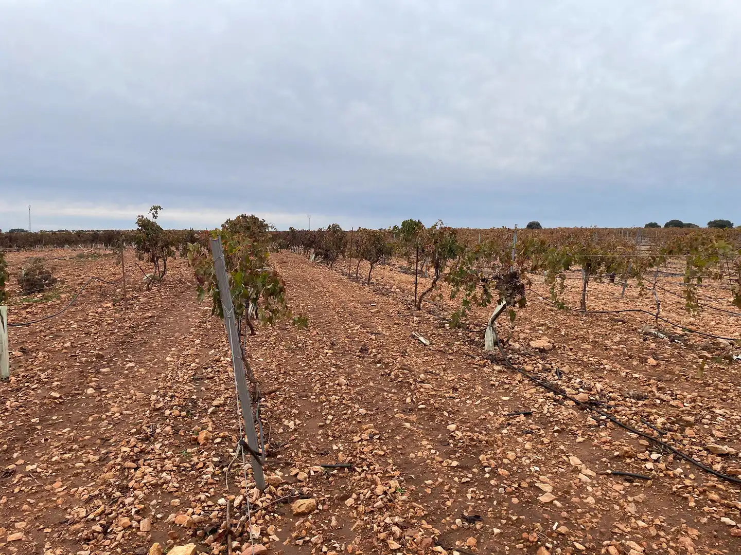 Terreno rustico in vendita a TO-2999 5, imagen 14