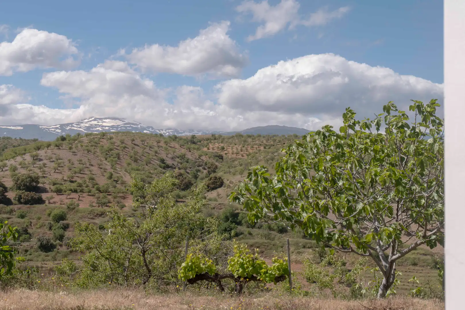 Casa o xalet en venda en Murtas amb Jardí privat, Terrassa i Piscina