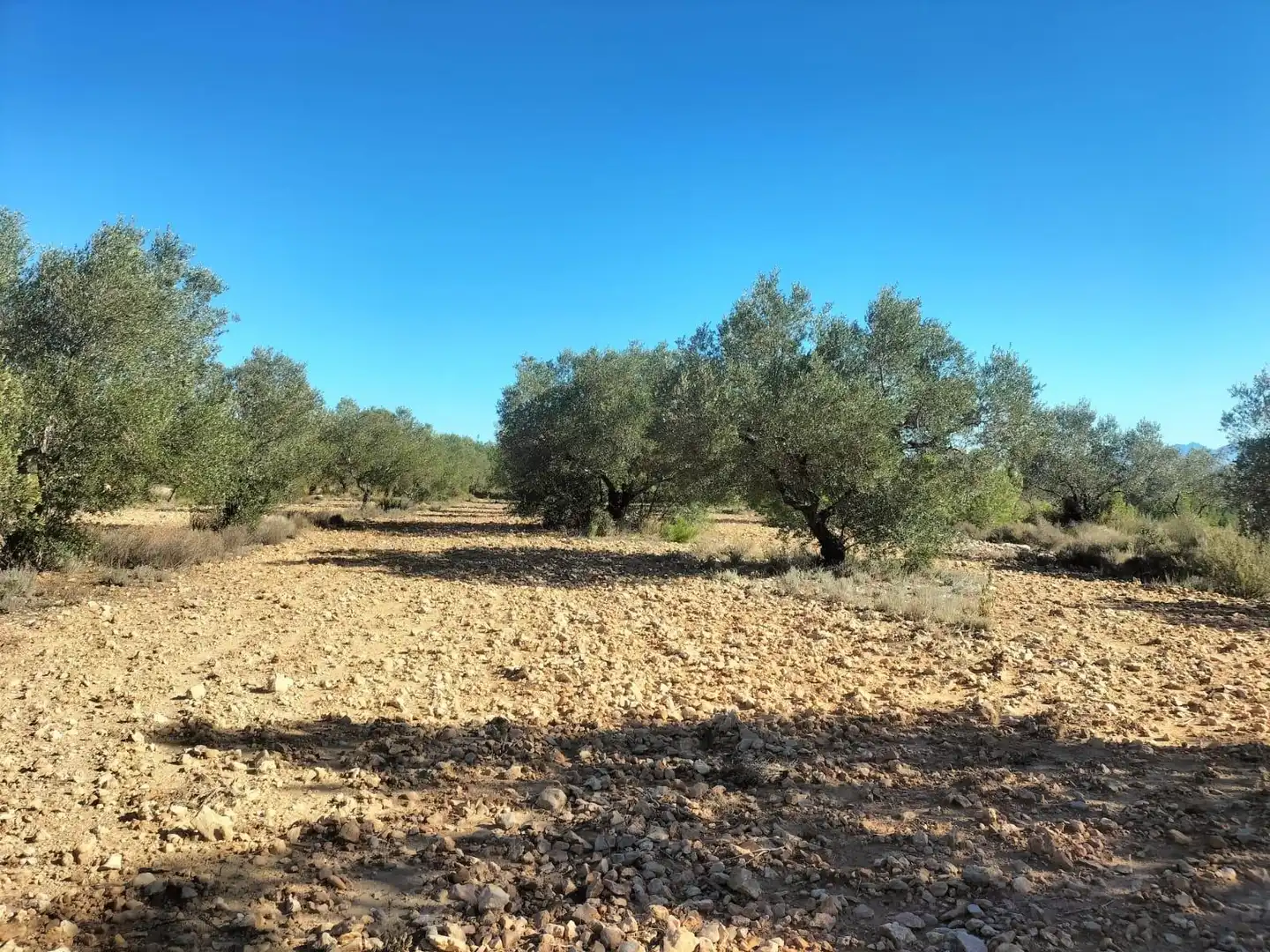 Terreno rustico in vendita a Polígono 6 Parcela 31 CARRASQUETA. NAVARRES (VALE 6, imagen 3
