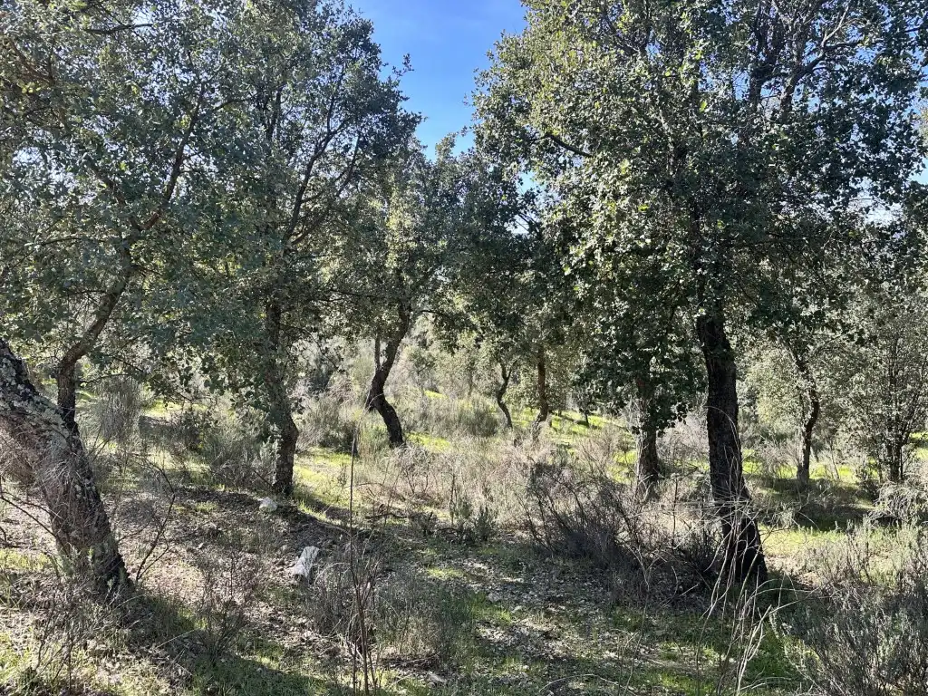 Terreni e lotti in vendita a Poligono 63 Parcela, imagen 6