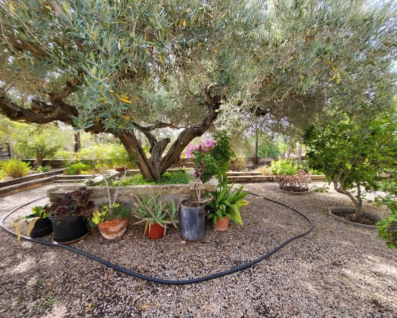 Jardí de Finca rústica en venda en L'Ametlla de Mar  amb Jardí privat, Terrassa i Traster