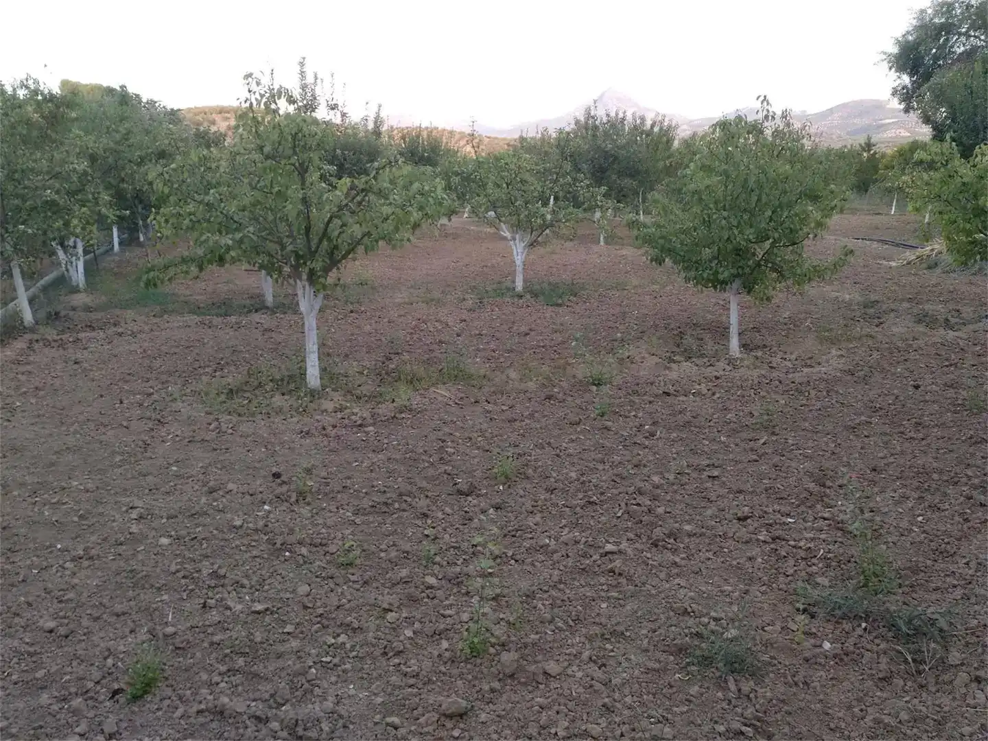 Terreno en venta en Alcaudete