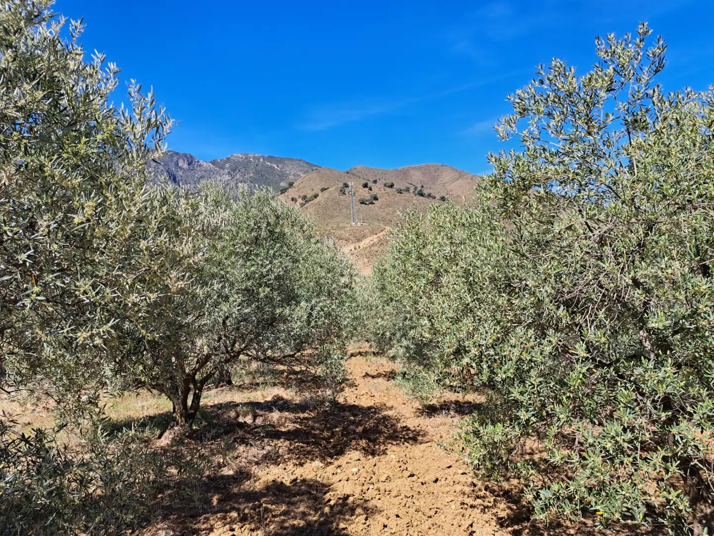 Rural land for sale in Carratraca, imagen 4