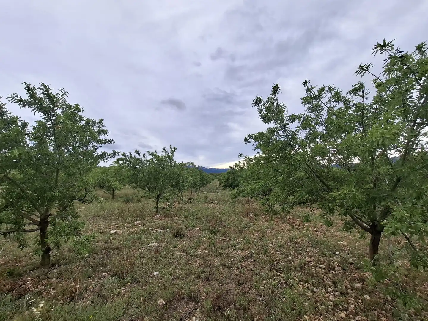 Land for sale in Mont-roig del Camp