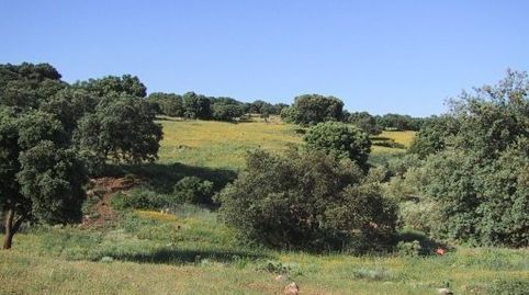 Foto 5 de Terreno en venta en Partidas Norte, Ronda